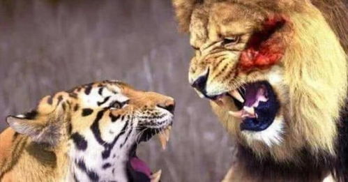 狮子和老虎都是 百兽之王 ,究竟哪个更厉害 驯兽师告诉你
