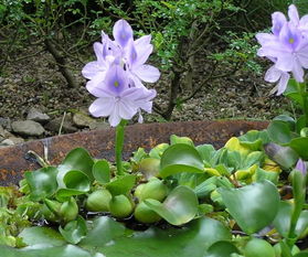 水葫芦 搜狗百科 