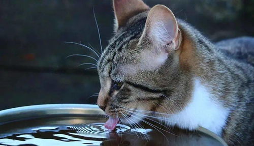 猫咪水碗里 滑溜溜 的东西是什么 生物膜了解一下