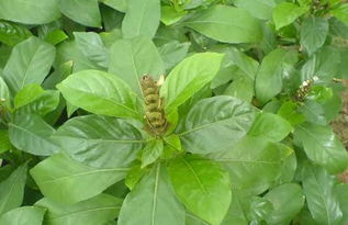 大驳骨图片,请问这是什么植物？