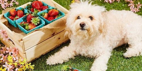 四五月份草莓大丰收,可以跟狗狗分享草莓吗 关于狗与草莓那些事