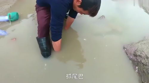 大叔赶海到水坑里摸鱼,没想到竟然抓的全是大海货 