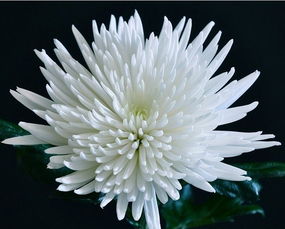 白菊花在爱情里代表什么,白菊花花语是什么意思？
