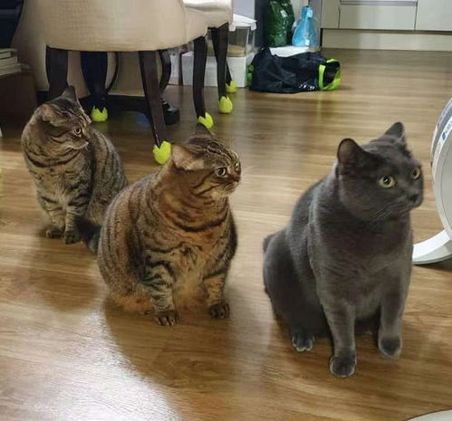 表情 主人养了三只猫,一只比一只胖,这简直就是养猪大户 表情 