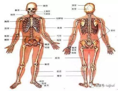 节节贯串,劲整而灵动 太极拳中的 关节