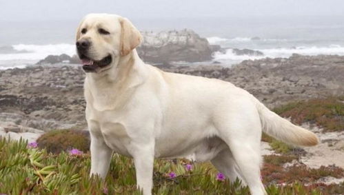 大型犬有哪些,适合家养的7种大型犬排名