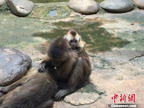 云南首次繁殖白额卷尾猴 猴妈妈每天吃香蕉喝牛奶 