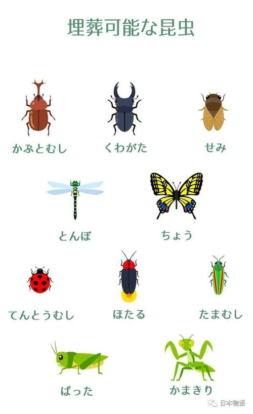 爱虫如命的日本人 为虫子办起昆虫葬,还有和尚做法事超度亡虫