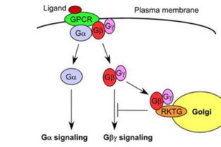 g protein linked,Understanding G Protein-Coupled Receptors: A Detailed Overview