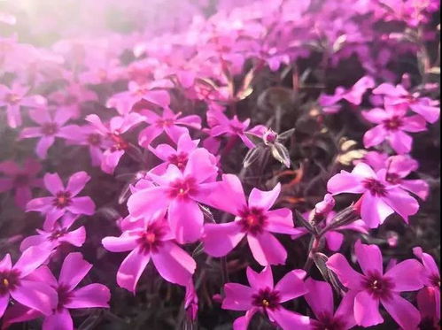 西安周边一片芝樱花海曝光,景美人少还免费