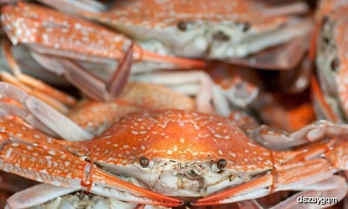 海蟹 海蟹的功效与作用有哪些海蟹的营养价值高吗