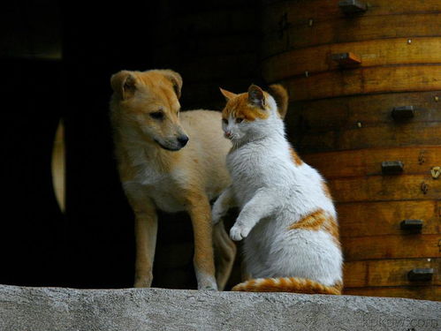 什么样的风水适合养猫狗