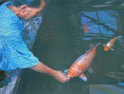 全球长寿动物盘点 最老鲤鱼活了255岁 