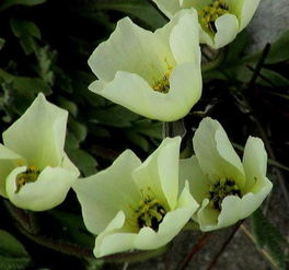 北极罂粟花语,盛开在极寒之地的美丽之花：北极罂粟的神秘花语与不屈的生命力
