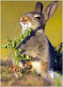 被这只贪吃的兔子萌死了, 吃到了带刺的野草 