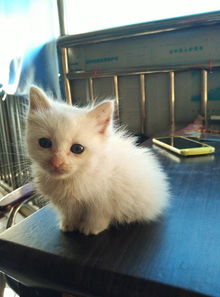 这种纯白色的猫是什么品种也不像中华田园猫更不像波斯猫,蓝色眼睛小 