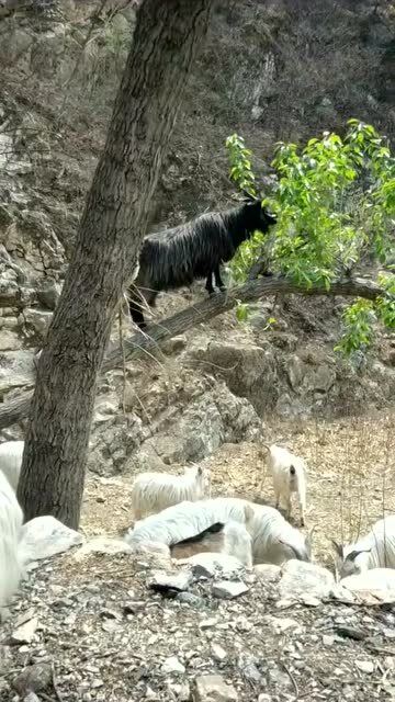 就这只羊皮,还上树去吃,怎么不上天呢 