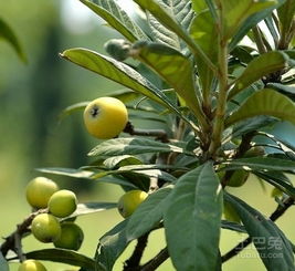 枇杷树风水知识大剖析