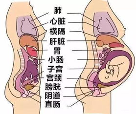 女性出现这5种情况，怀孕恐成难事