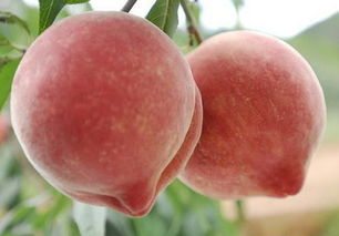 8月份水蜜桃品种 七八月份成熟的桃品种