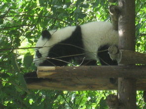 四川大熊猫基地旅游攻略