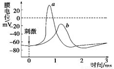 如图表示枪乌贼离体神经纤维在Na 浓度不同的两种海水中受刺激后的膜电位变化情况.下列描述错误的是 A.曲线a代表正常海水中膜电位的变化 B.两种海水中神经纤维的静息电位相同 