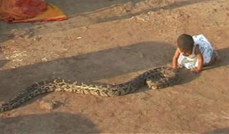 印半岁女婴口咬大蟒蛇