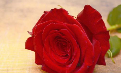 红玫瑰、白玫瑰之恋(《红玫瑰与白玫瑰》)