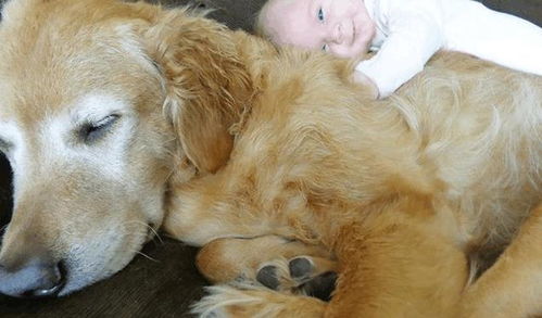 孩子与狗狗一起睡觉的照片 还有什么比这个更可爱的 网友们都被萌化了