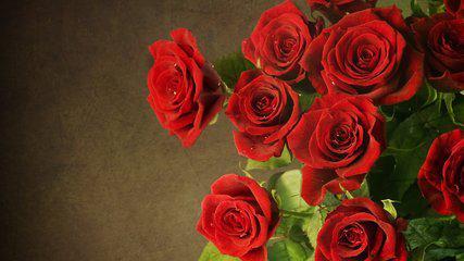 玫瑰花送几朵代表什么意思,1～100朵玫瑰含义