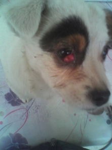 我家的狗狗眼角长了个红色的疙瘩,偶尔还会流脓水,这是怎么回事 有什么办法消掉那个疙瘩妈 