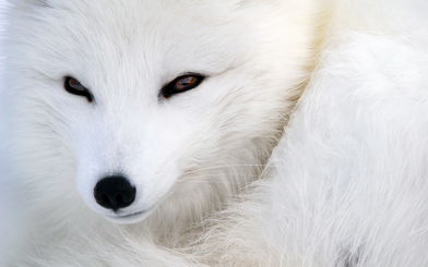 白狐图片可爱,白狐图片:可爱得惊人的生物。