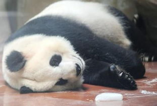 成都开启烧烤模式 熊猫抱着冰块睡觉觉 