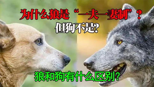为什么狼是一夫一妻,而狗的配偶多到数不清 狗真是狼的后代吗 