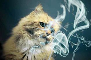 吸烟有害健康,养猫的家庭更不能有烟,猫咪吸了 二手烟 有危险