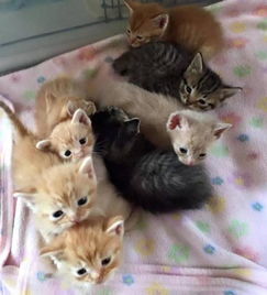 两只猫妈妈同时养8只宝宝是怎样一种场景