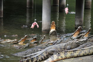 广州游客试 钓 鳄鱼 