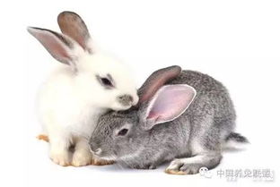 摩羯座的宠物兔子(摩羯座的宠物兔子叫什么)(摩羯座的小动物)