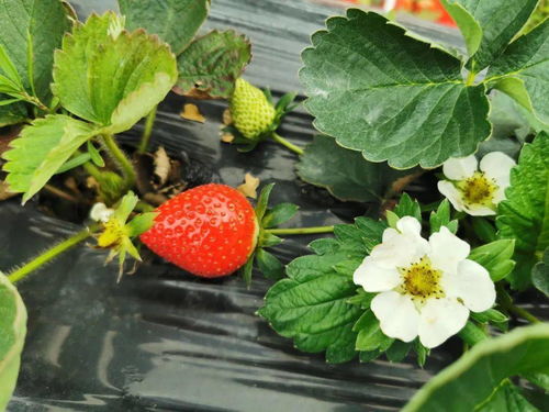 去草莓园享摘果之乐 永贤路这里有连片的草莓园