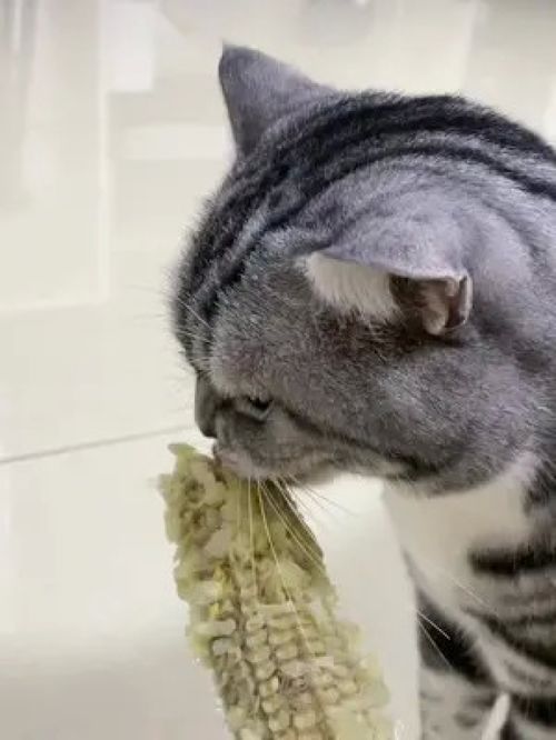 猫怎么这么爱吃玉米呢 吃货猫 妈呀太香了 