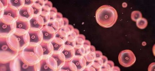 逆转卵巢早衰,间充质干细胞研究新进展
