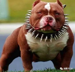 宠物频道恶霸在线 世界上最 凶悍 最昂贵的犬种之美国恶霸犬