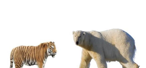 东北虎和北极熊谁更厉害 为什么