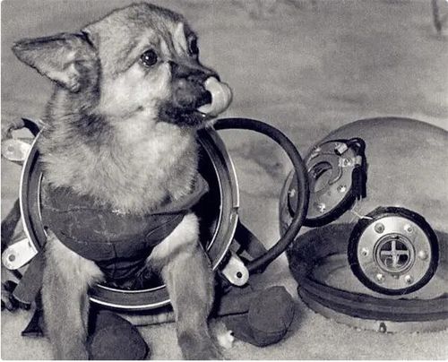当年被苏联送进太空冒险,却没接回来的3岁小狗,今还在太空流浪