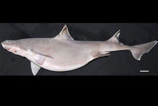 澳大利亚新发现亚洲鲨鱼品种扩展鲨鱼生活海域