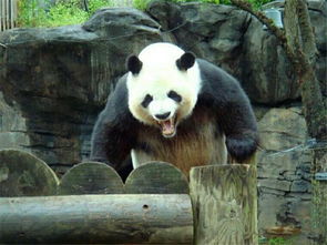 吃素也能这么厉害 大熊猫诠释何为 上古神兽 