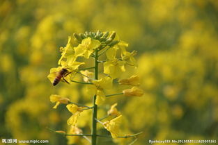 关于春天蜜蜂采蜜的诗句