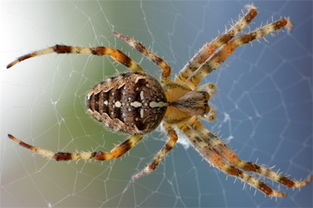 家里有蜘蛛是吉是凶 它的天敌是什么
