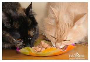 如何给猫咪更换猫粮 可以频繁的给更换猫粮吗
