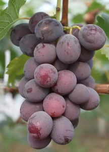 日本葡萄栽培的品种 模式和技术特征 
